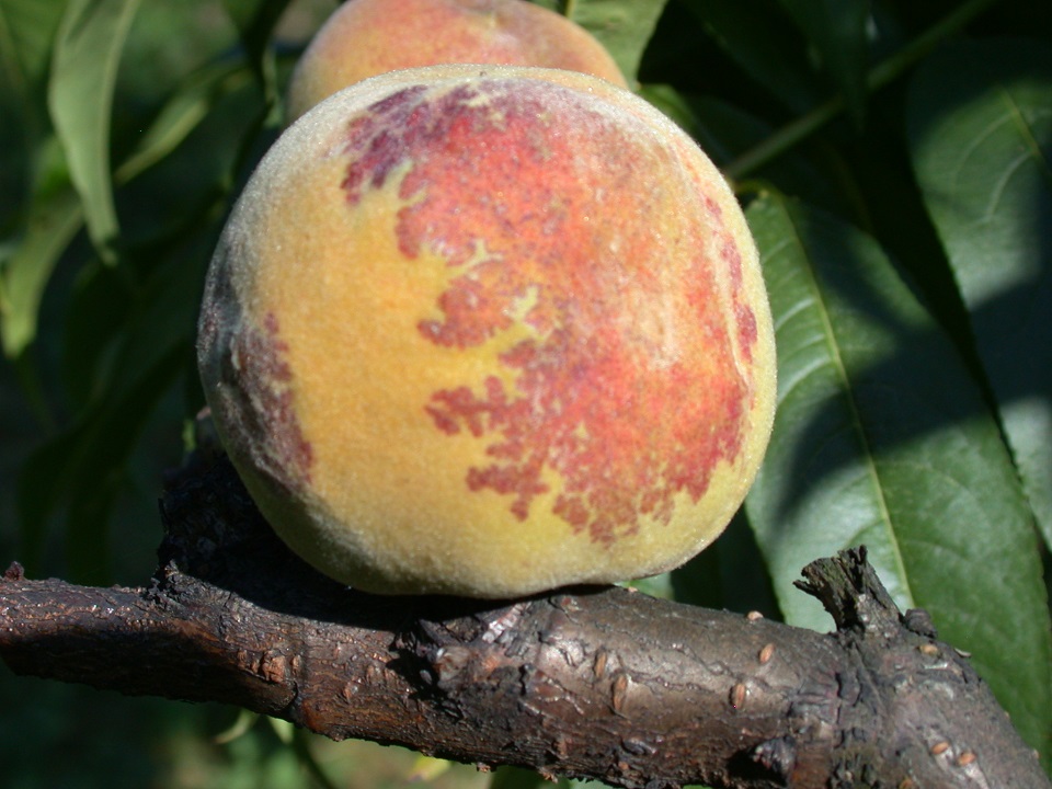 Waltl_19_07_2005_Kräuselk-Frucht 4zu3.jpg